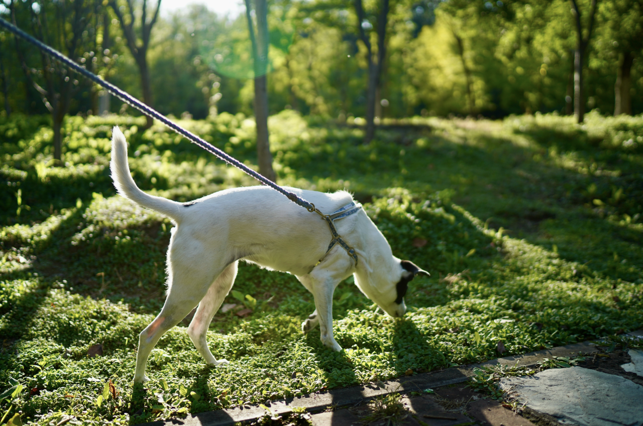 A dog pulls on the lead to sniff the grass and the flowers